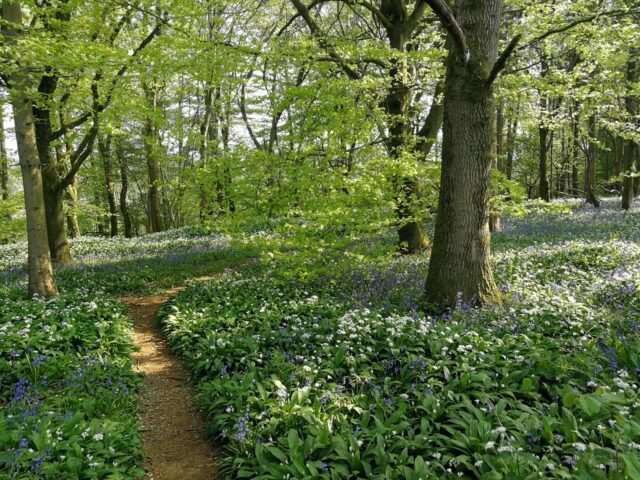 Bluebell and garlic season in May, part of the route for mileage for GVRAT